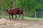 IMG_6486 Pferde