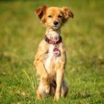 cta-tierernaehrung Hunde