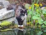 FMOU1468 Katzen